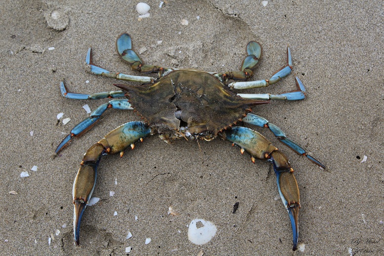 Granchio blu (Callinectes sapidus)