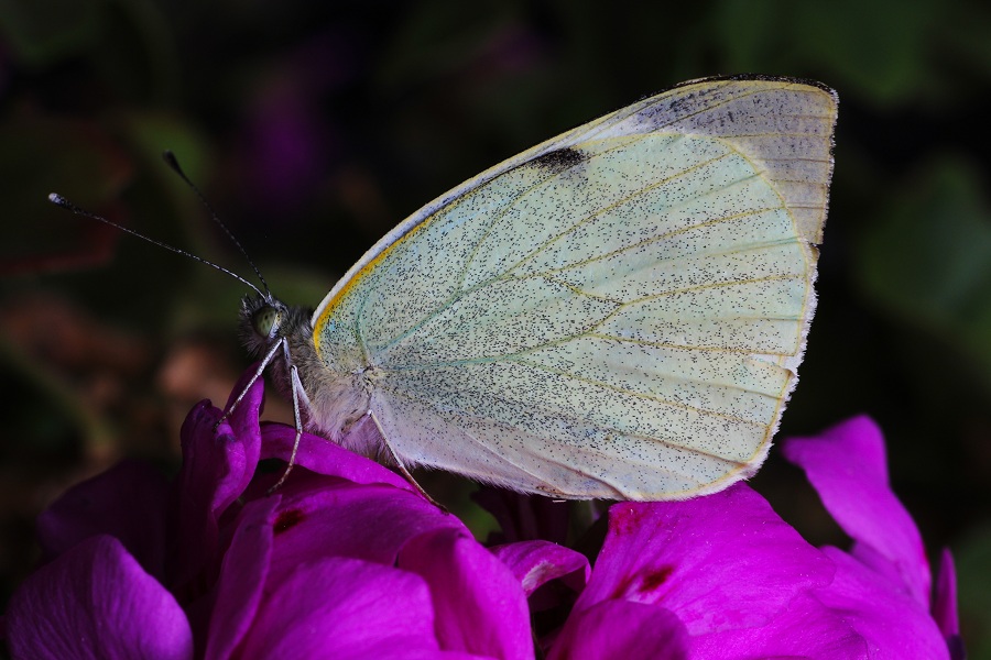 lepidottero da id - Pieris brassicae, Pieridae