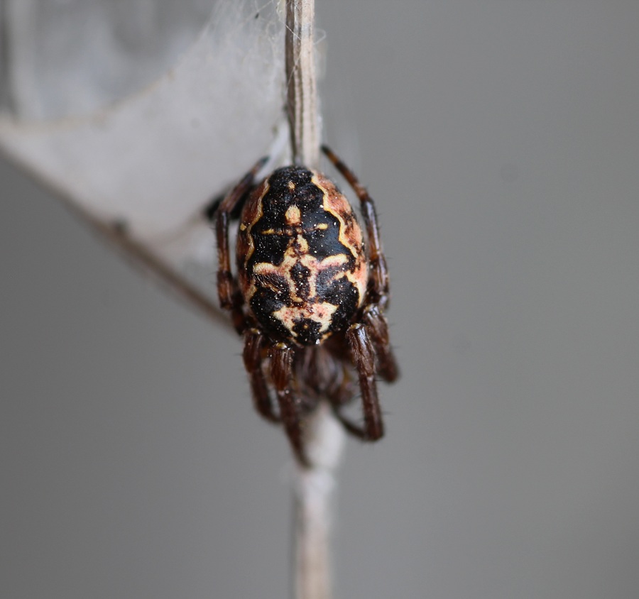 Larinioides cornutus ♂ - Gargano (FG)