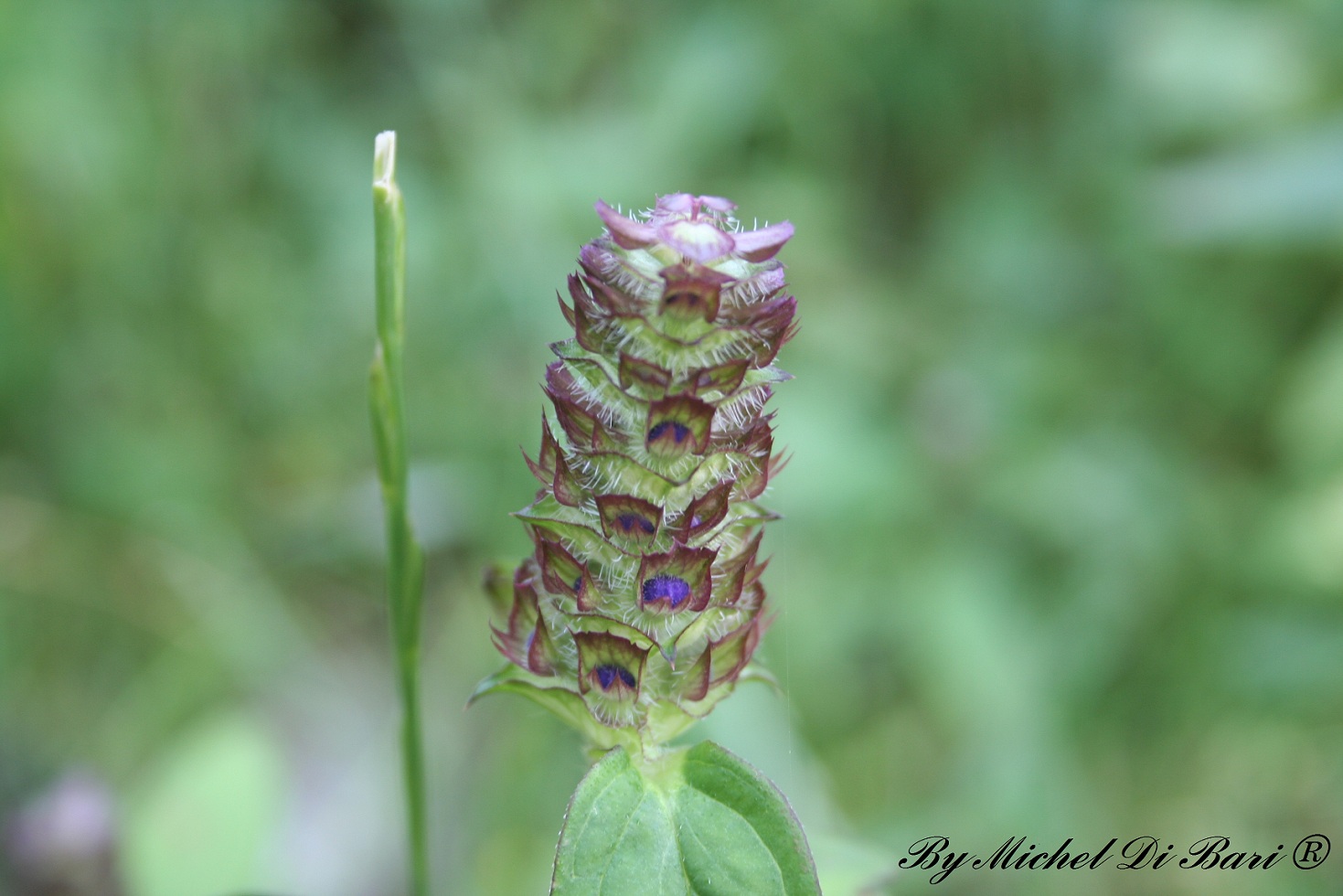 Prunella vulgaris
