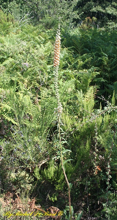 Digitalis ferruginea