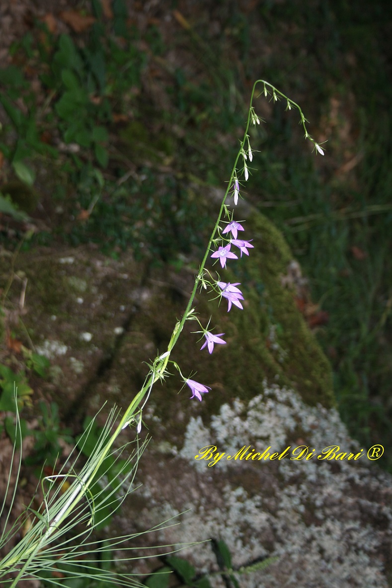 Campanula rapunculus