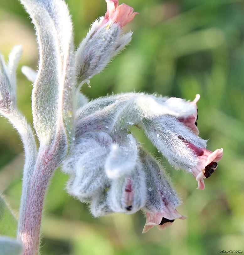 Cynoglossum cheirifolium / Lingua di cane giallastra