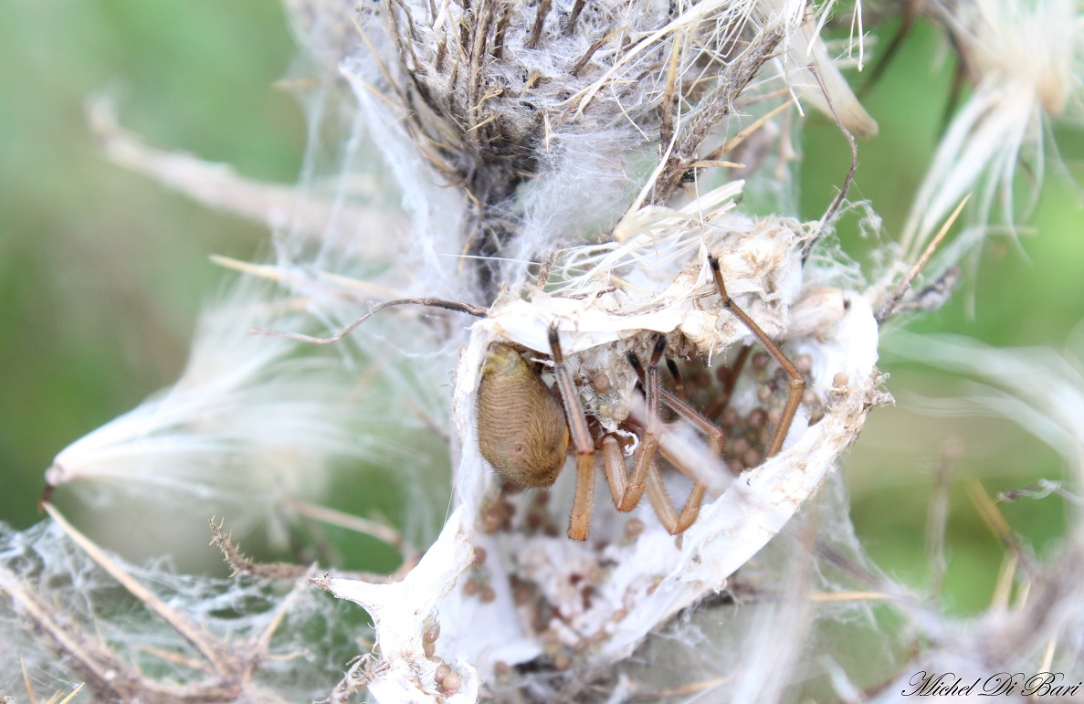 Cheiracanthium punctorium - San Giovanni Rotondo (FG)