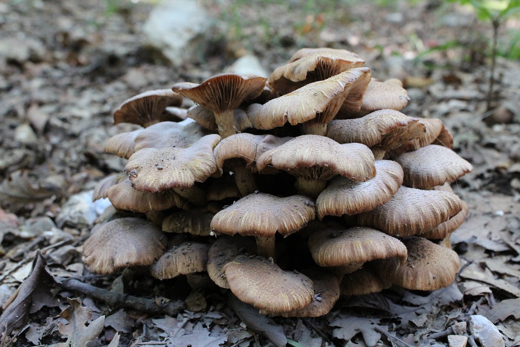 Famigliola da determinare