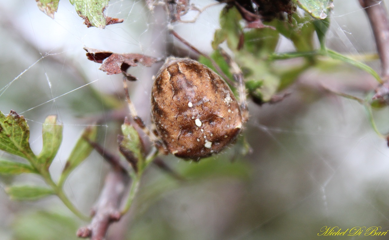 Araneus diadematus - S. Giovanni Rotondo (FG)