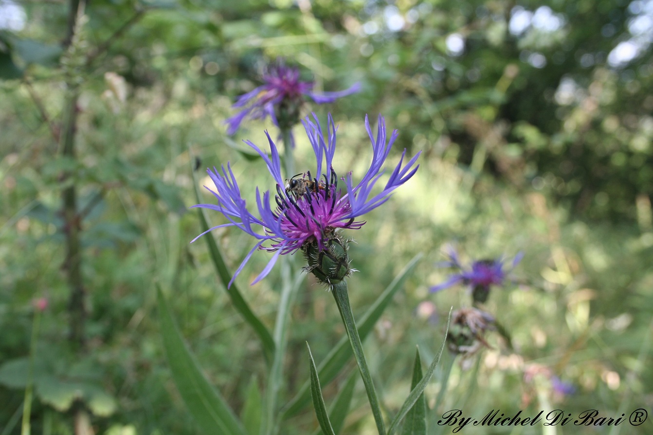 Cyanus triumfetti