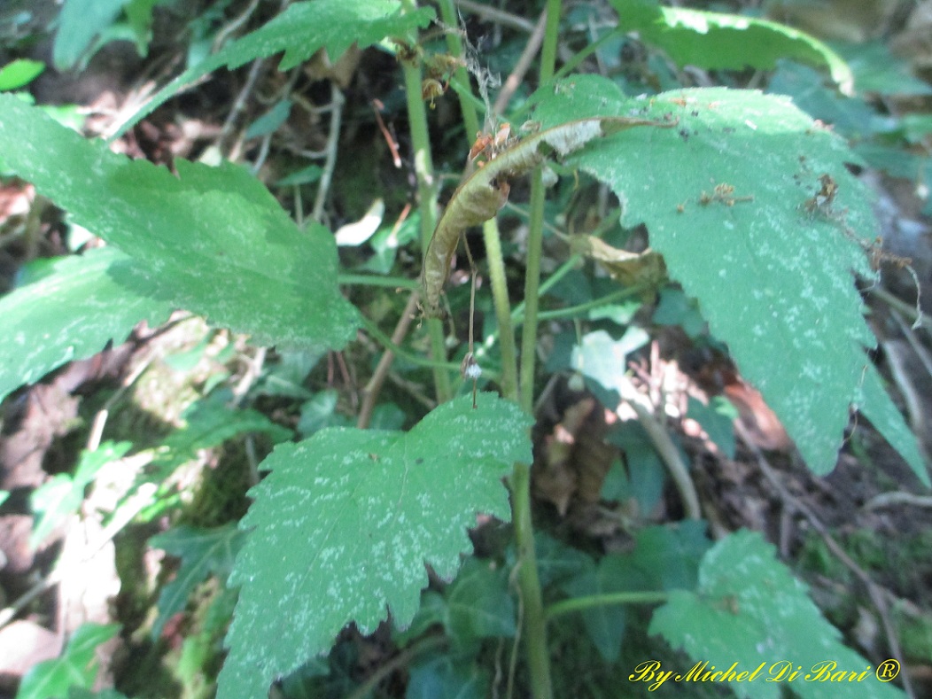 Camanula trachelium