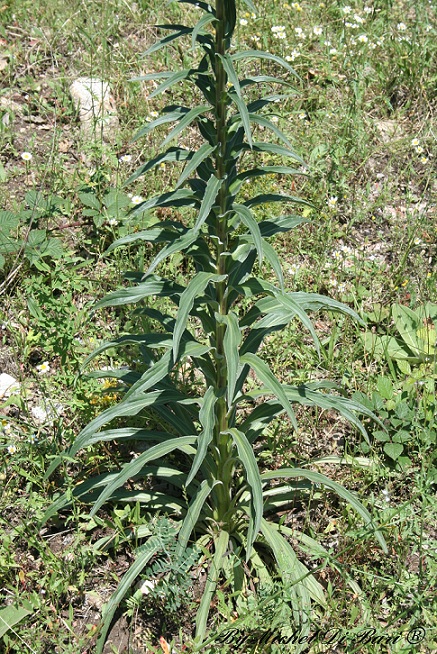 Digitalis ferruginea
