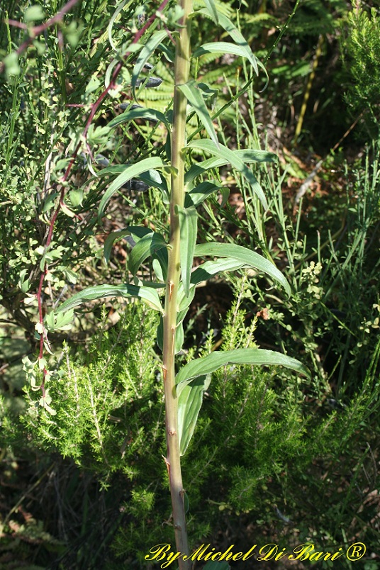 Digitalis ferruginea