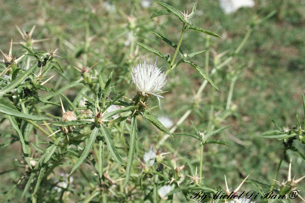 Centaurea calcitrapa / Fiordaliso stellato