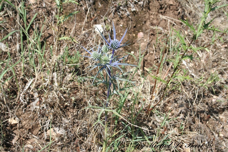 Eryngium amethystinum