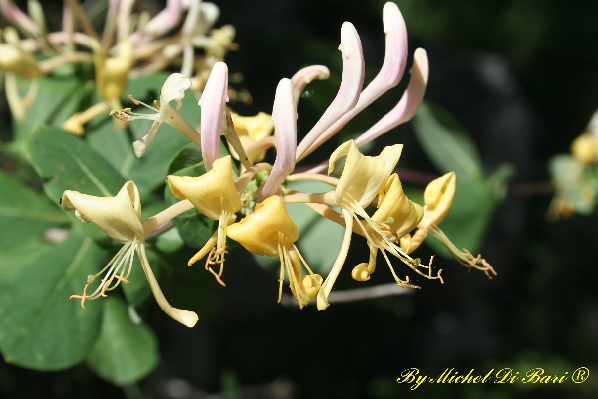 Lonicera cfr. etrusca