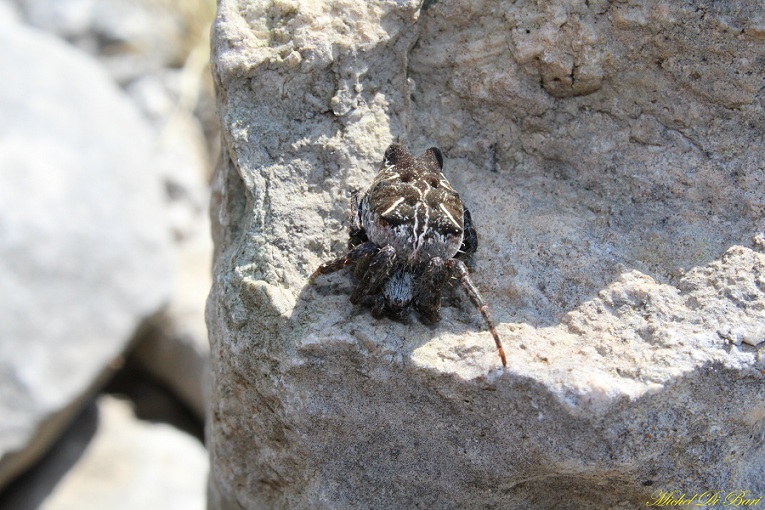 Cyrtophora citricola - Manfredonia (FG)