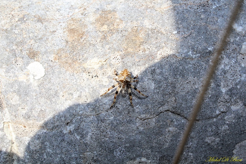 Araneus grossus - San Giovanni Rotondo (FG)