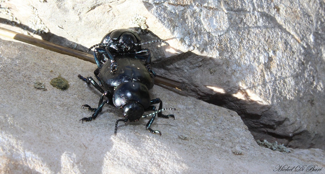 Timarcha cfr. pimelioides, coppia, Chrysomelidae