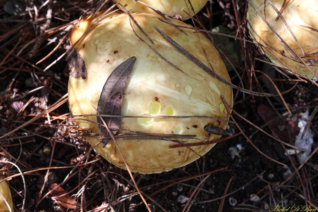 Funghi da ID