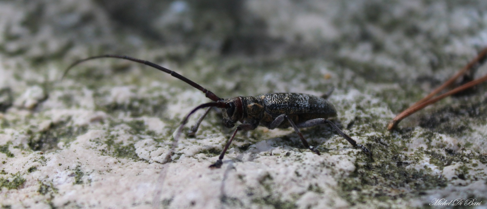 Monochamus galloprovincialis, Cerambycidae