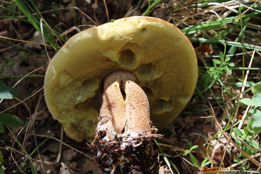 Boletus da ID