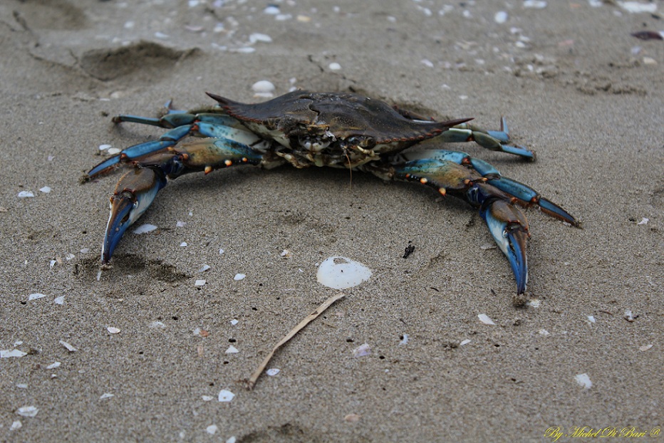 Granchio blu (Callinectes sapidus)