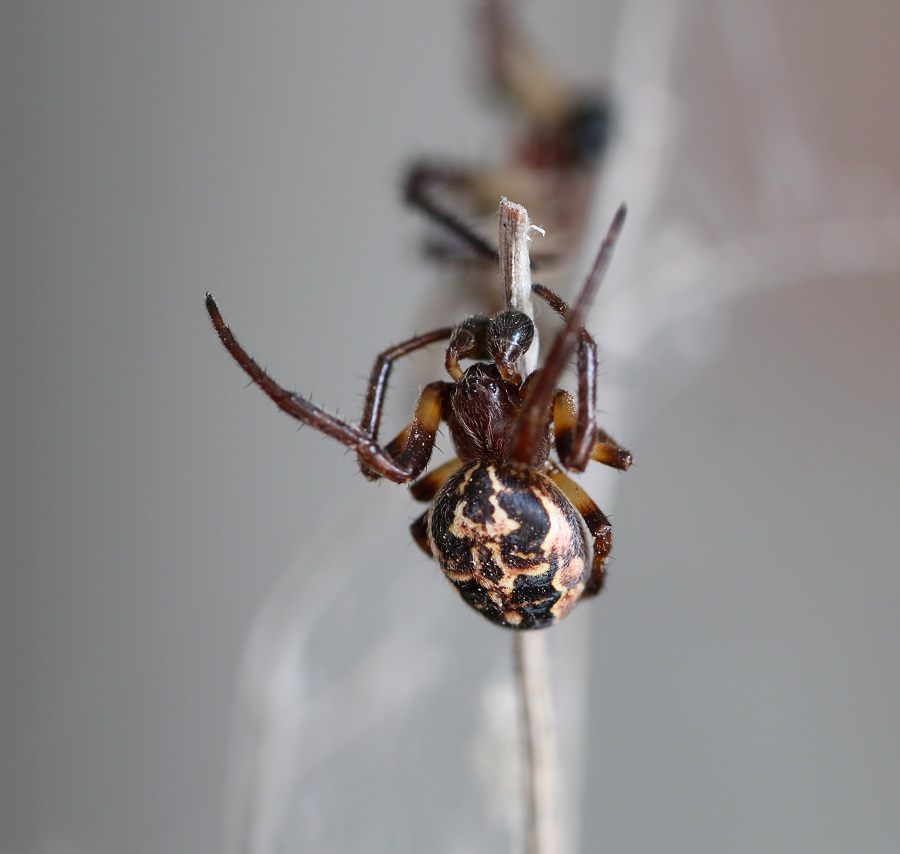 Larinioides cornutus ♂ - Gargano (FG)
