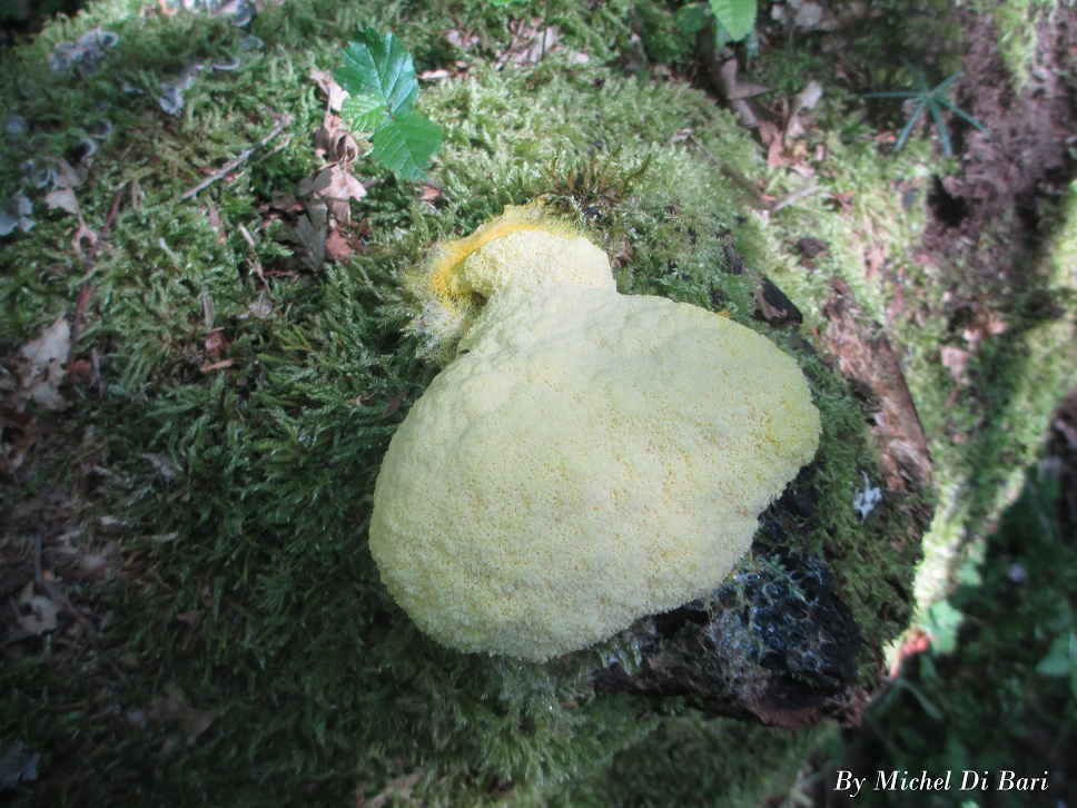 Torta mimosa da definire