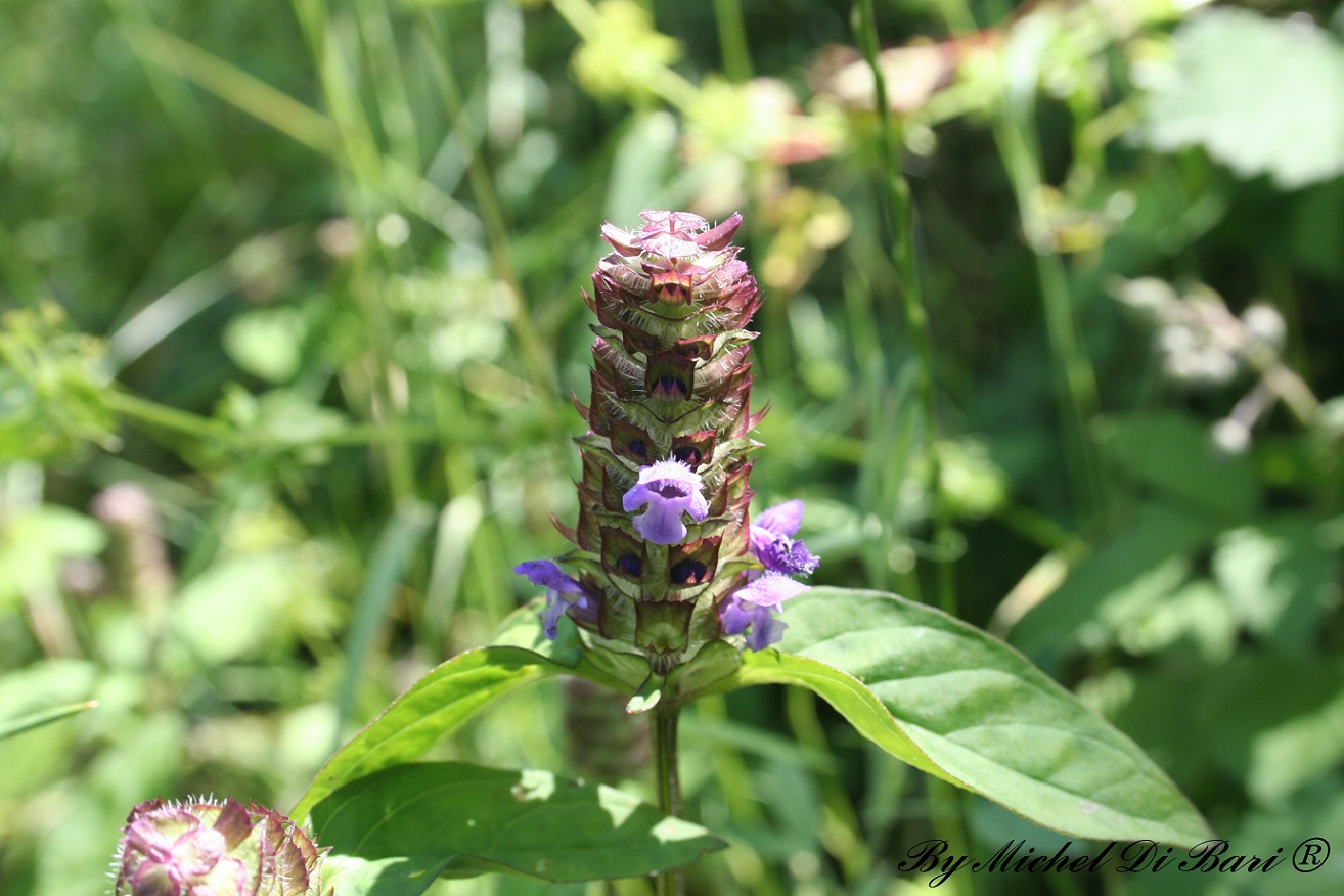 Prunella vulgaris