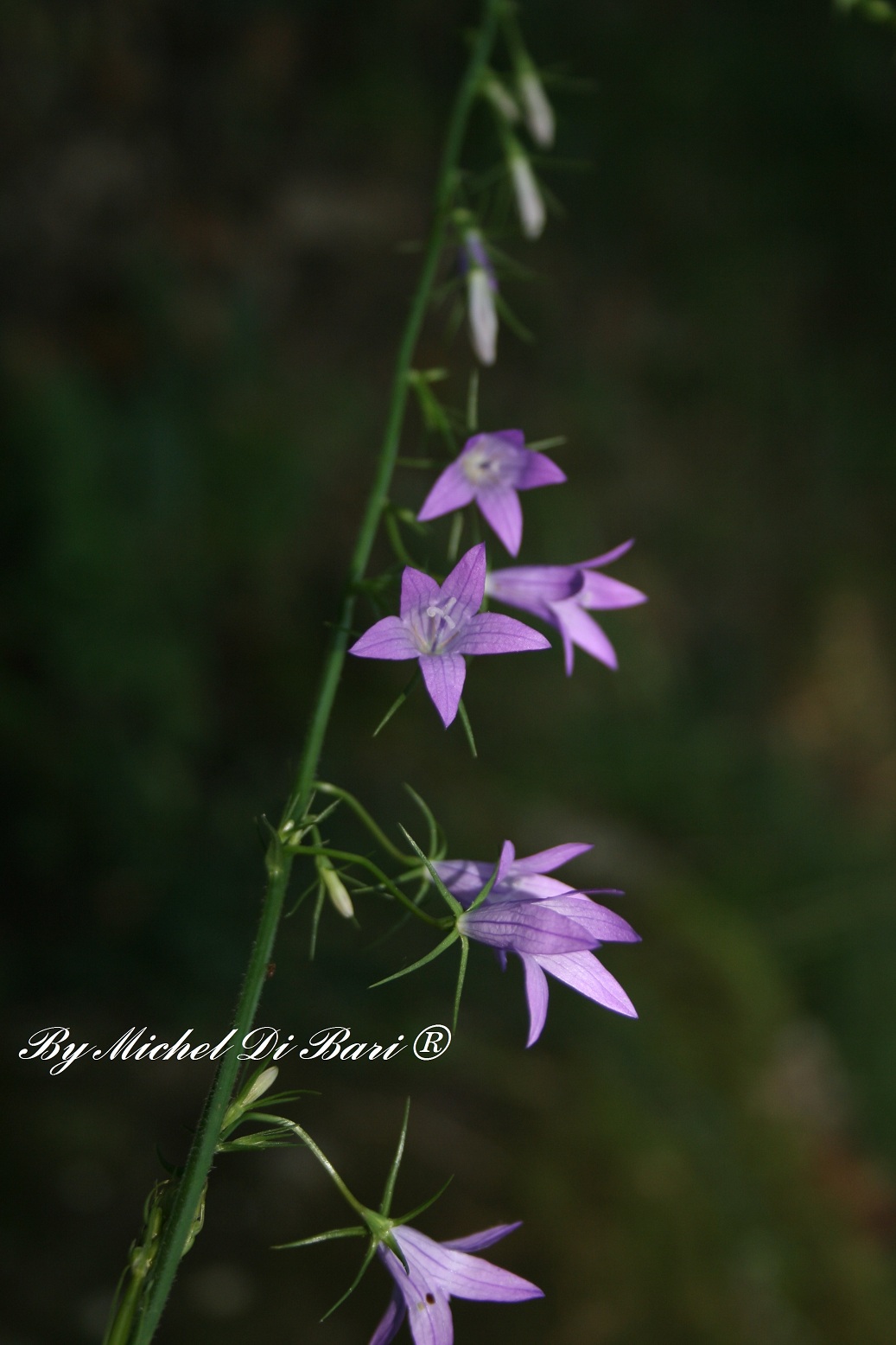 Campanula rapunculus