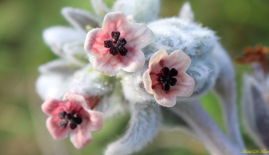 Cynoglossum cheirifolium / Lingua di cane giallastra