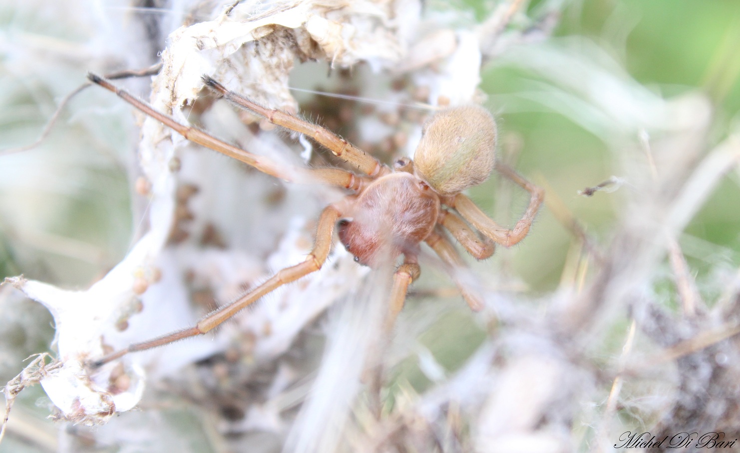 Cheiracanthium punctorium - San Giovanni Rotondo (FG)