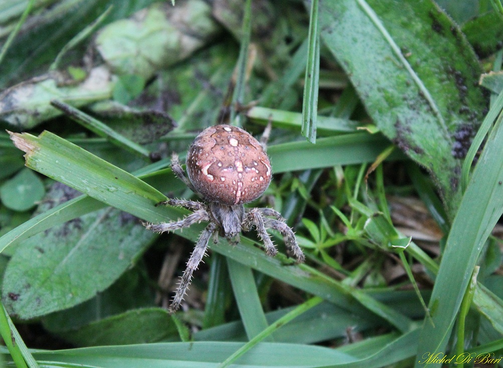 Araneus diadematus - S. Giovanni Rotondo (FG)