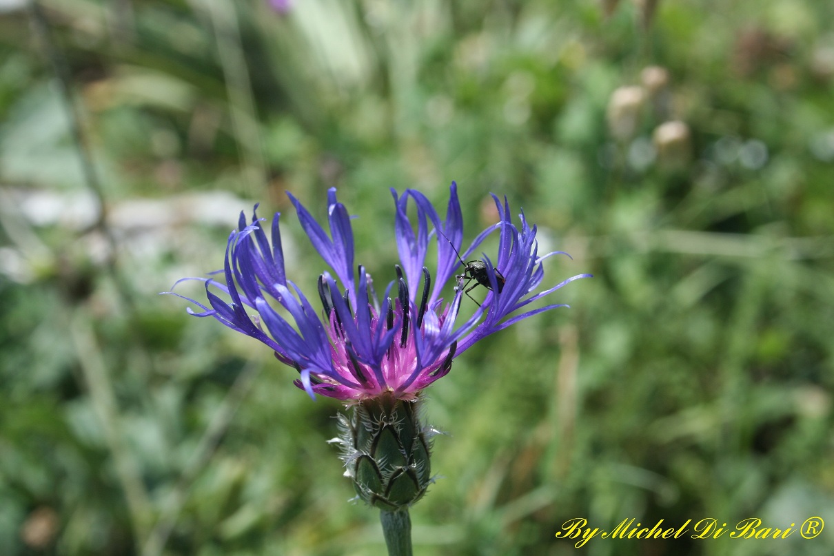 Cyanus triumfetti