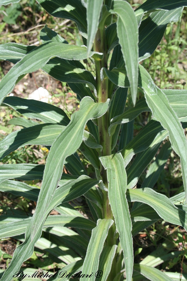 Digitalis ferruginea