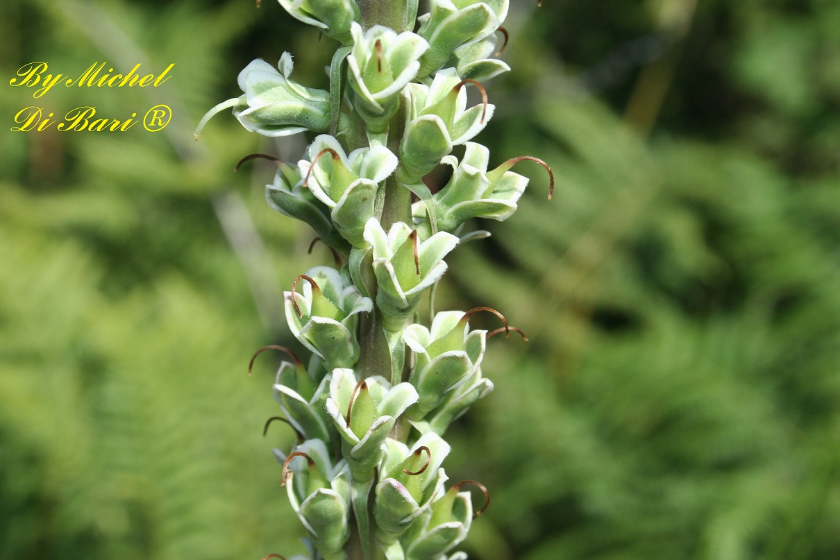 Digitalis ferruginea
