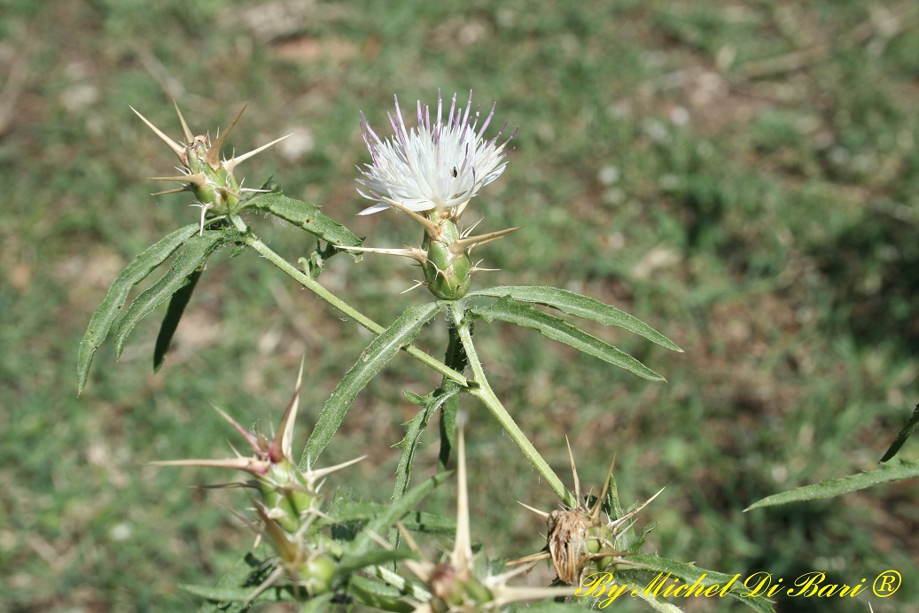 Centaurea calcitrapa / Fiordaliso stellato