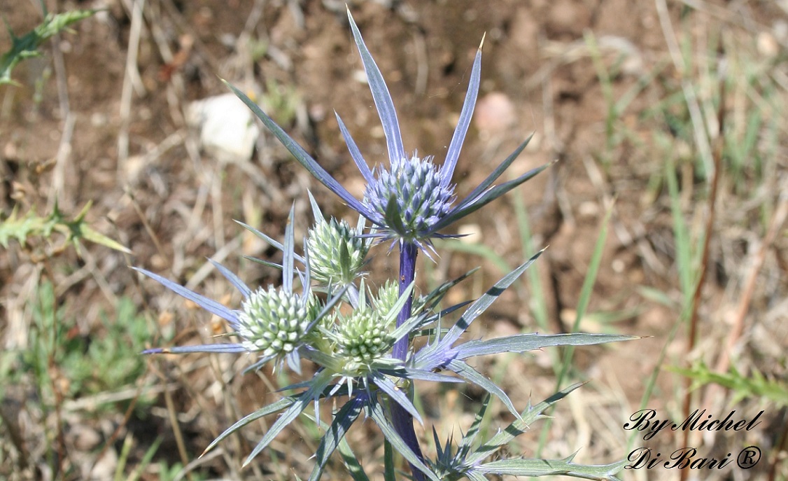 Eryngium amethystinum