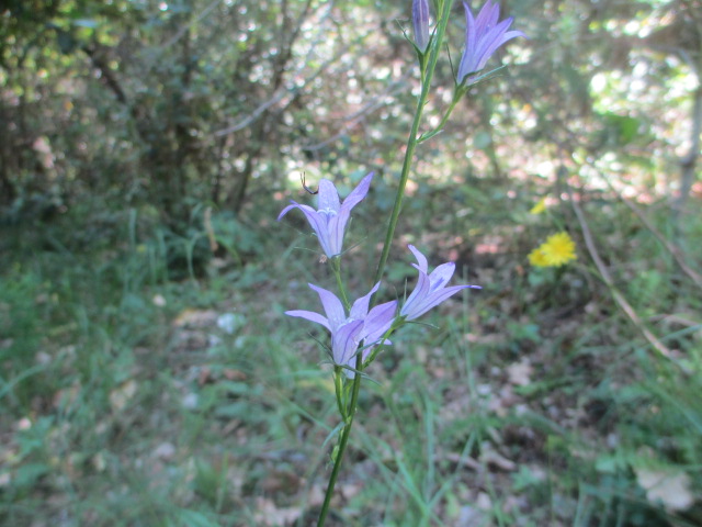 Campanula rapunculus