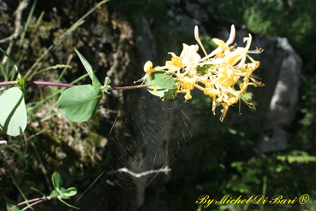 Lonicera cfr. etrusca