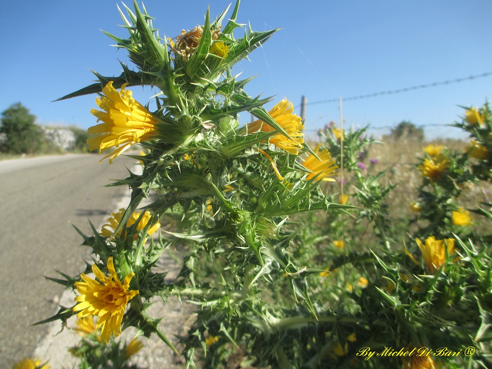 Scolymus hispanicus?