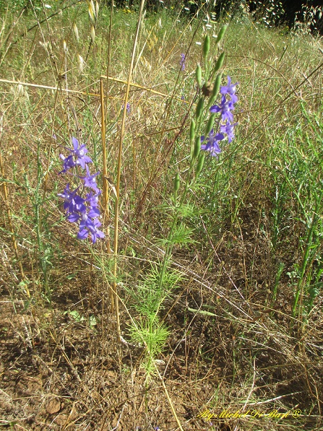 Delphinium ajacis e Delphinium sp.