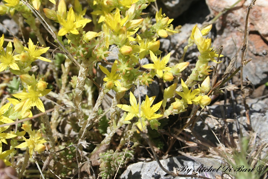 Sedum Giallo