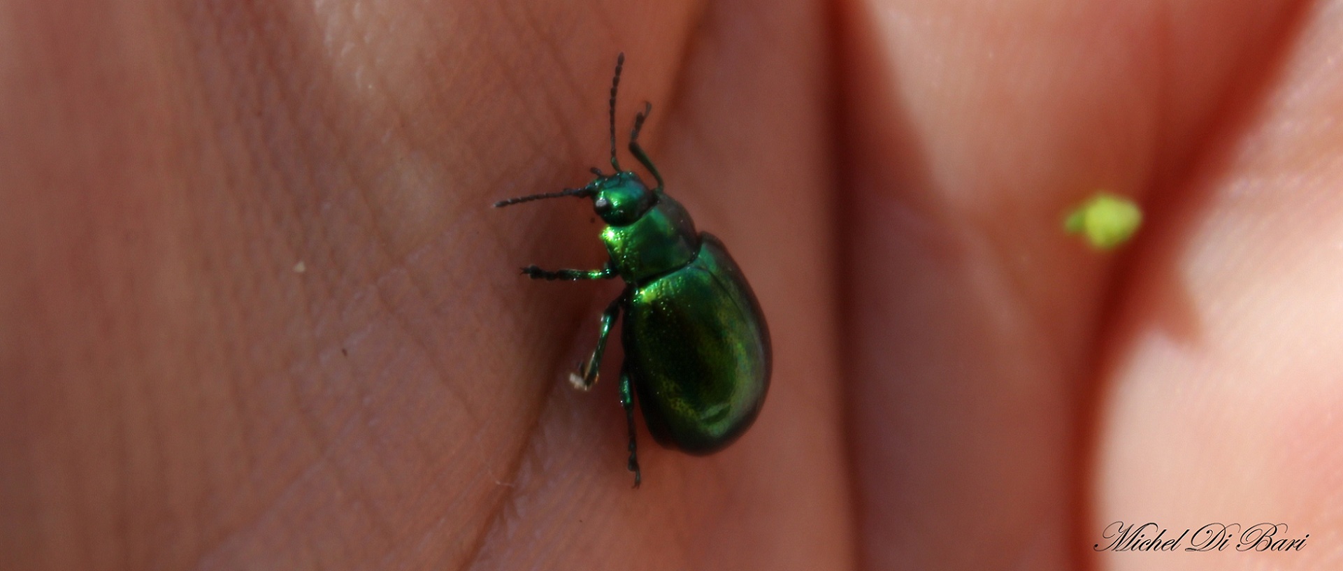 Chrysolina cfr. viridana/herbacea