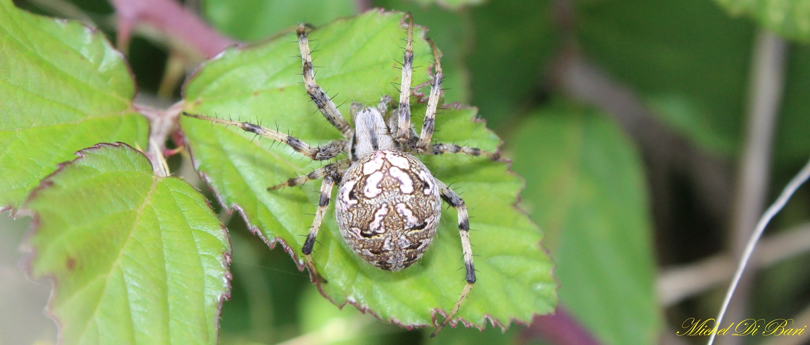 Neoscona byzanthina - Monte Calvo (Gargano)