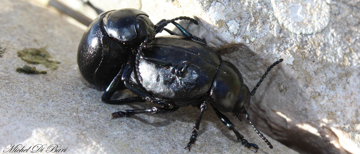 Timarcha cfr. pimelioides, coppia, Chrysomelidae