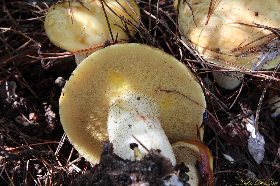 Funghi da ID