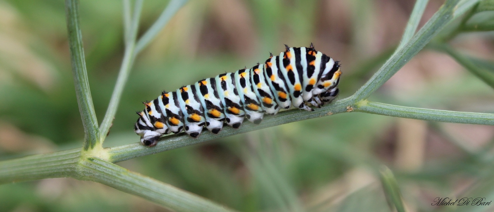 Bruco di papilio machaon? - S