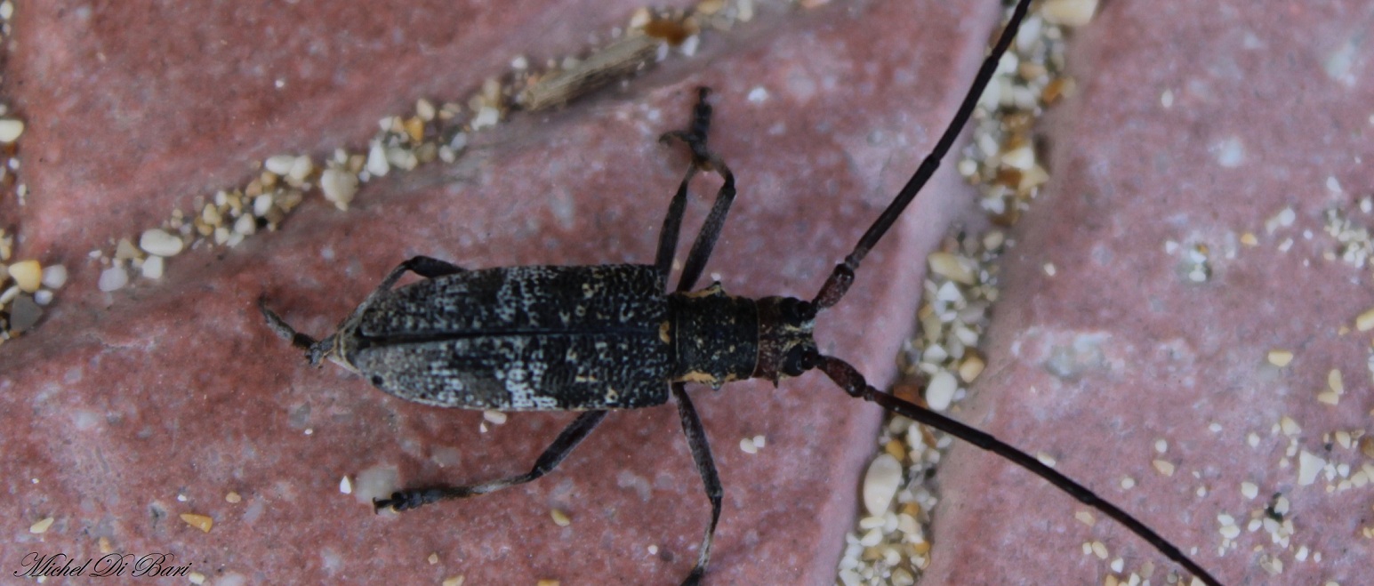 Monochamus galloprovincialis, Cerambycidae