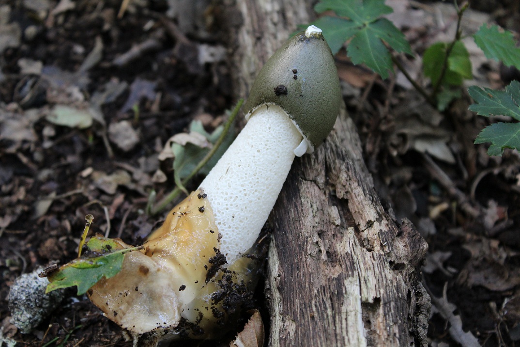 Phallus impudicus ?