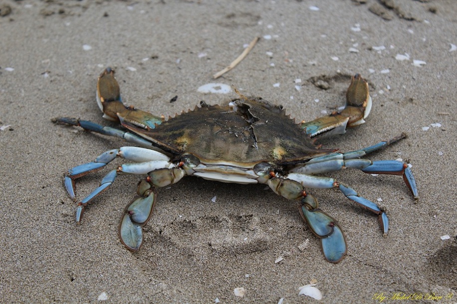 Granchio blu (Callinectes sapidus)