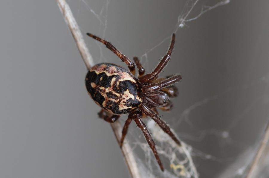 Larinioides cornutus ♂ - Gargano (FG)